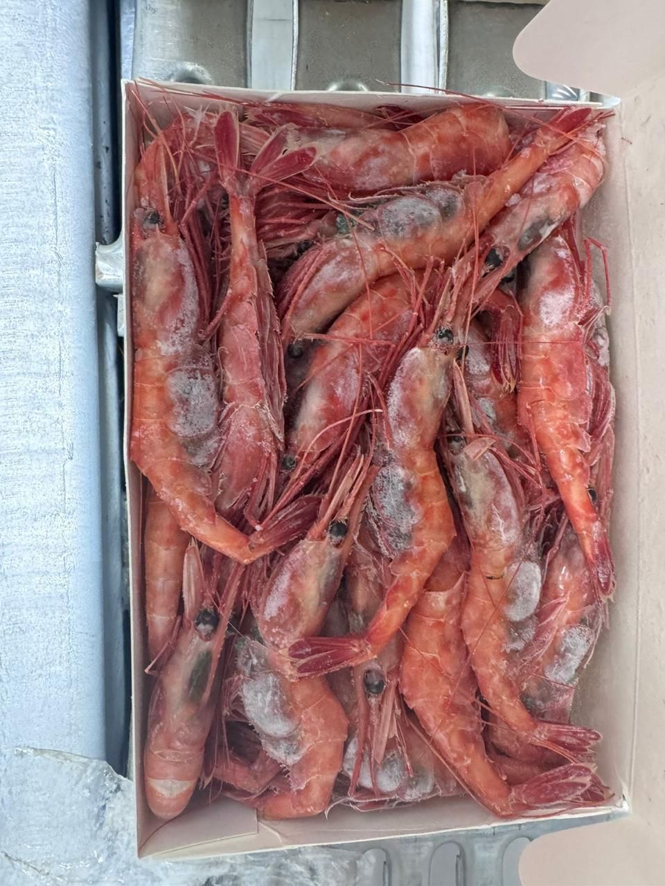 Prawns-ICE-Cube